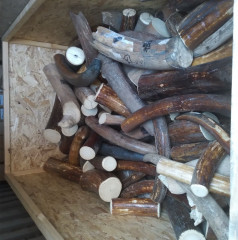 в Смоленской области вынесен приговор за покушение на контрабанду бивней мамонта - фото - 1